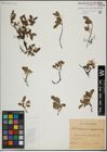 Foto von Salix herbacea L. x Salix lapponum L.